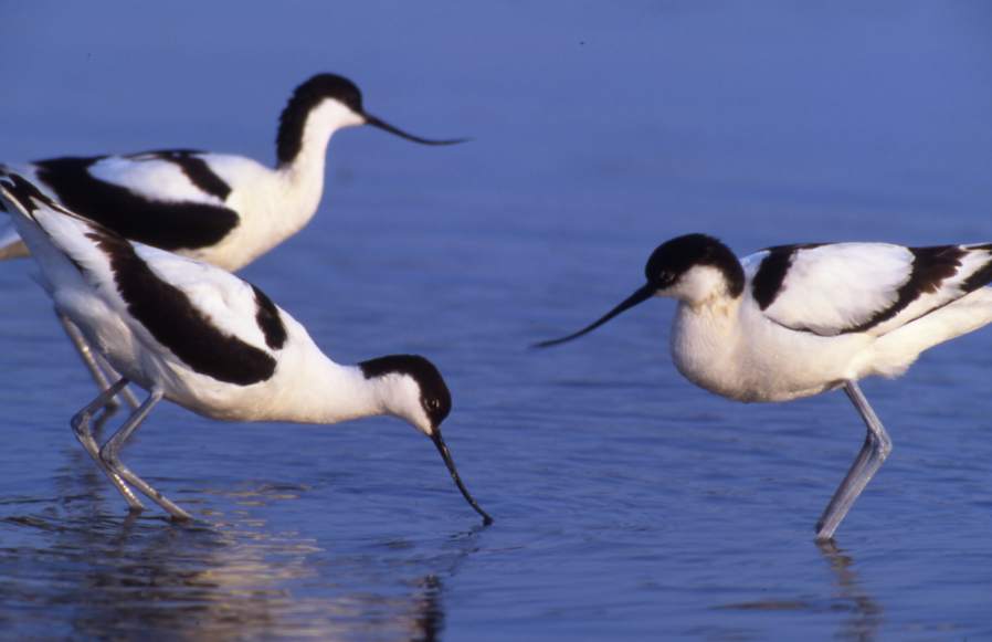 Lire la suite à propos de l’article Oiseaux