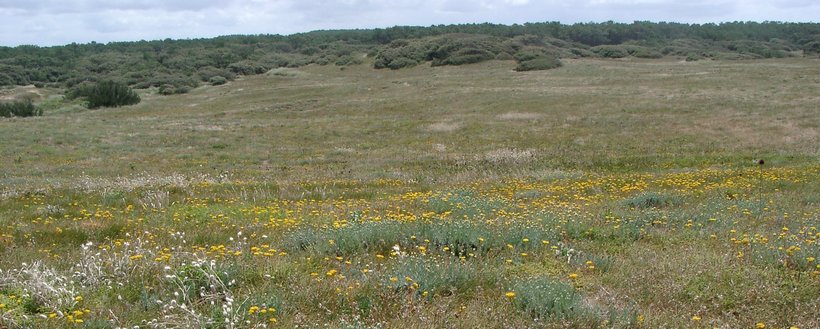 Lire la suite à propos de l’article Plantes