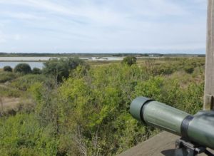 Lire la suite à propos de l’article L’Observatoire d’Oiseaux de l’Ile d’Olonne