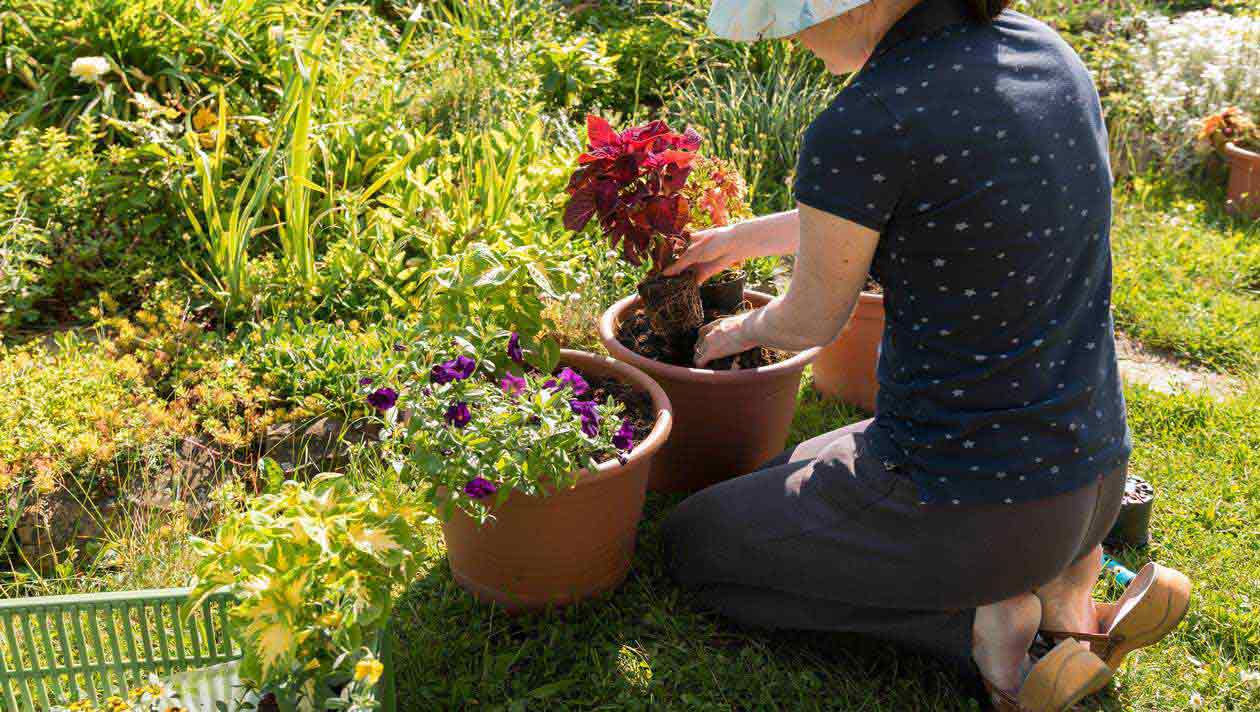 Lire la suite à propos de l’article Fête des jardins à Olonne sur Mer