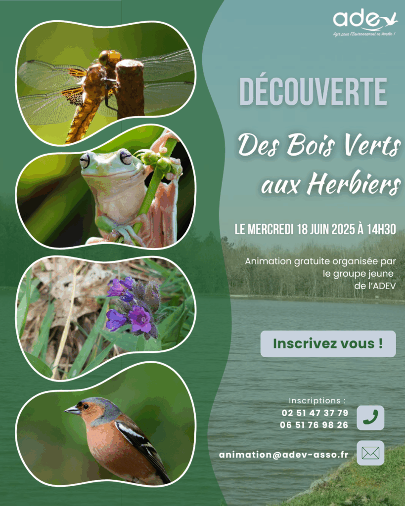 Animation gratuite