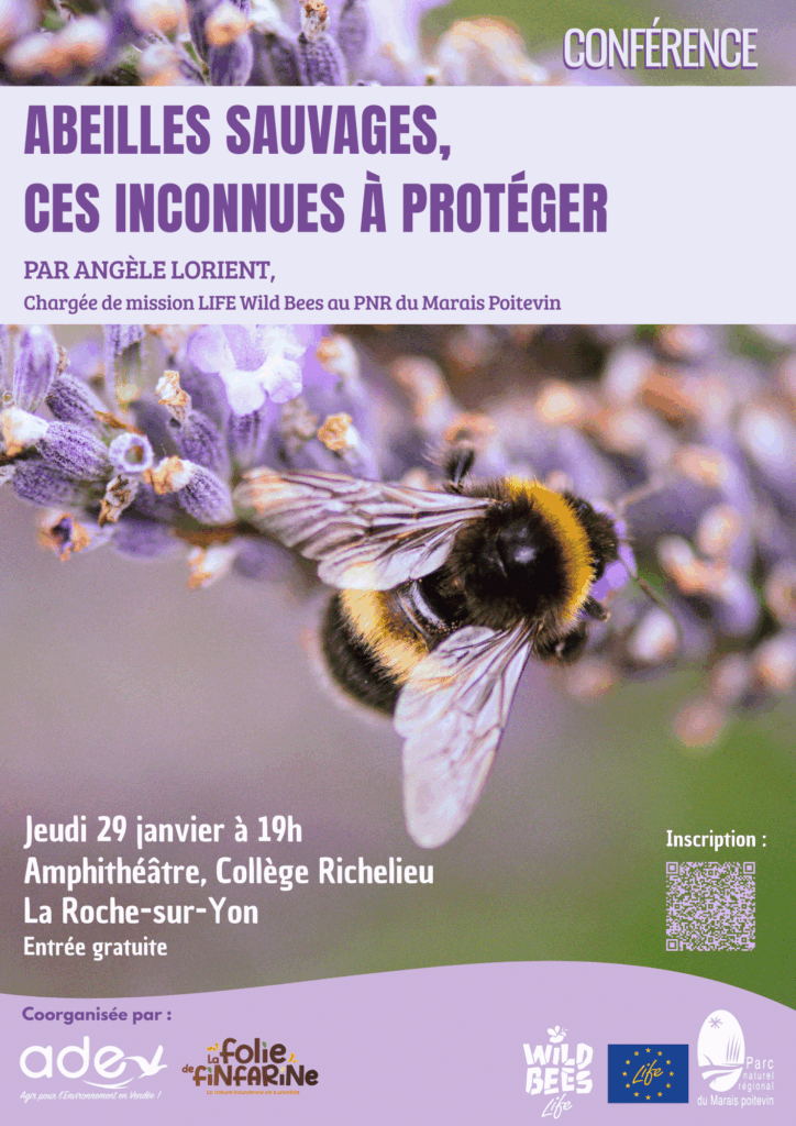 Affiche conférence abeilles sauvages