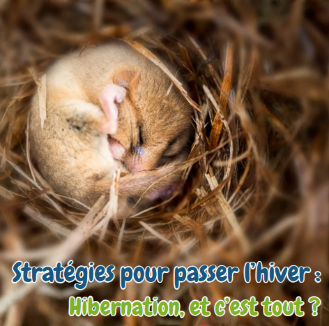 You are currently viewing Parution : dossier sur les stratégies hivernales des animaux