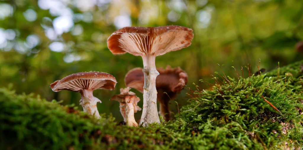Champignons
