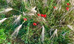 Epis et coquelicots 2 06 2020 Epis et coquelicots 2 06 2020
