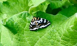Papillon 06 2020 Papillon 06 2020