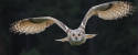 hibou